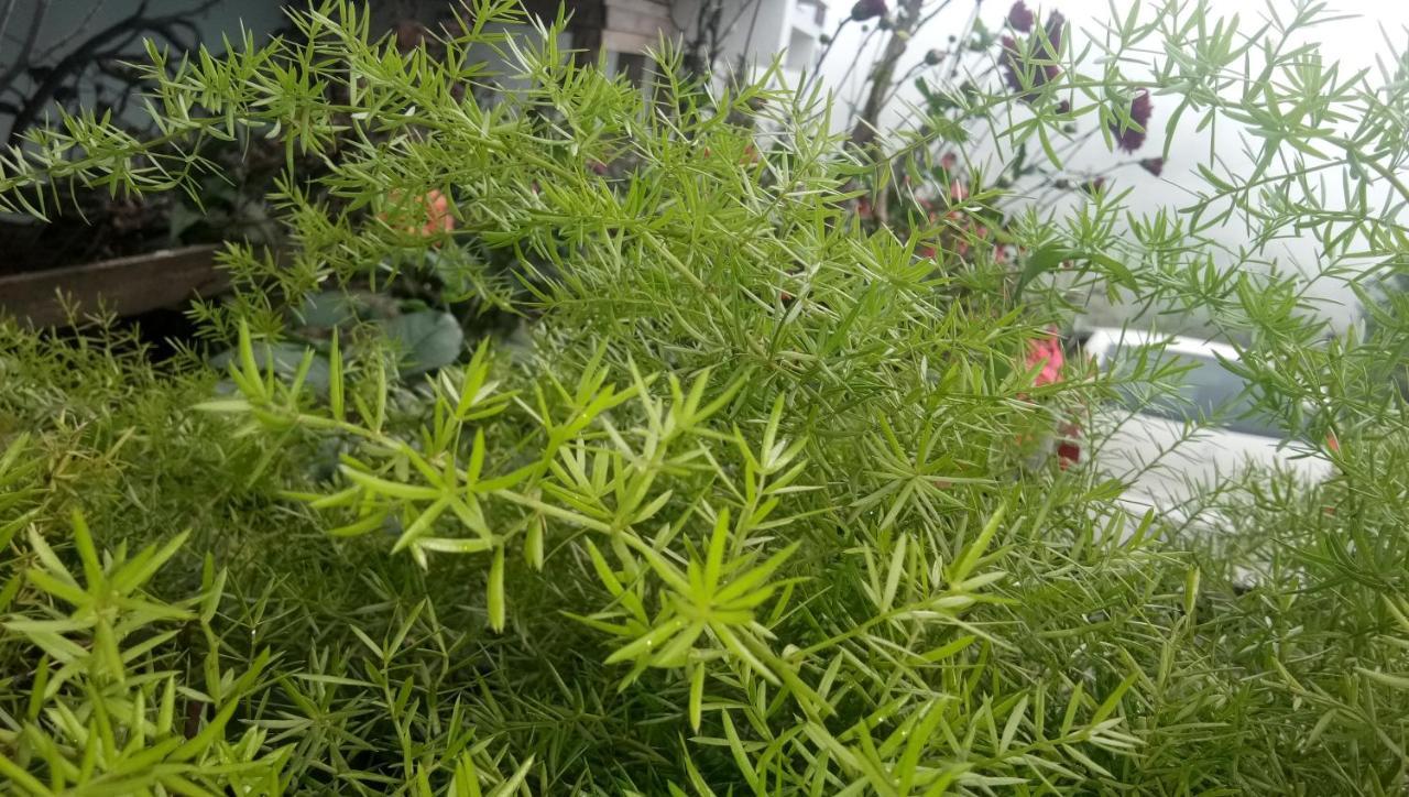 מלון קודאיקנאל Ezhil Residency מראה חיצוני תמונה
